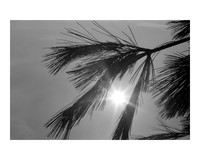 35mm Film B&W