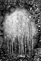 Trees & Potholes